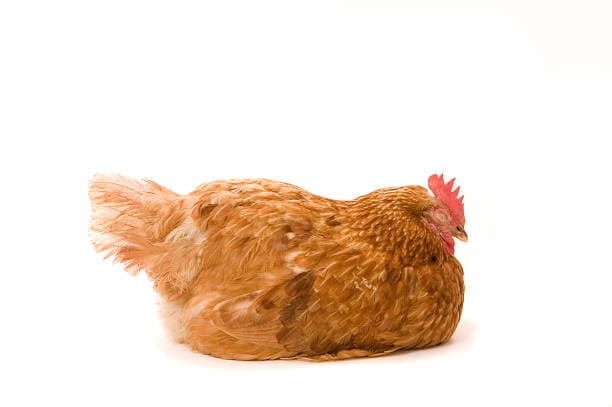 A hen resting quietly — the subject of the Flock Night-Rest Score.